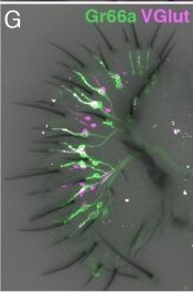Immunohistochemistry of Anti-RFP Immunohistochemistry of Anti-RFP