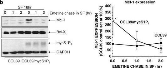 Western Blot of Anti-Mcl-1 Western Blot of Anti-Mcl-1
