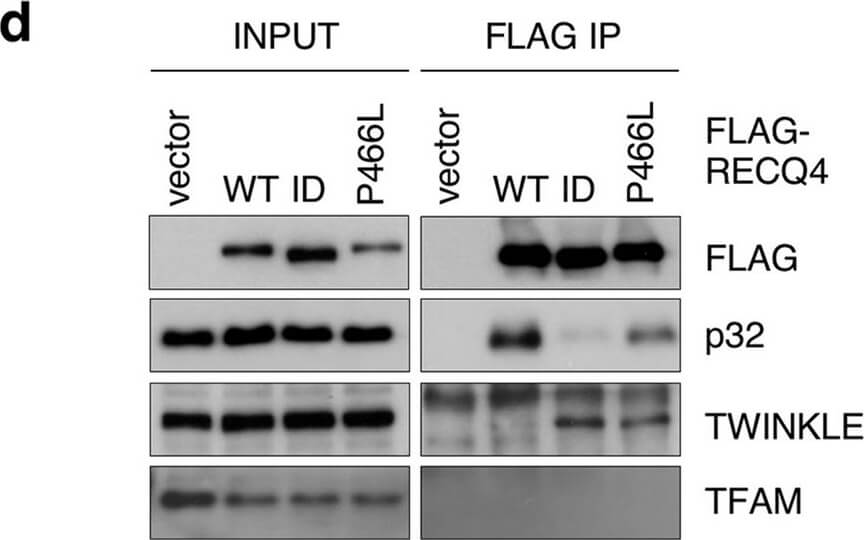 Western Blot of Anti-FLAG Western Blot of Anti-FLAG