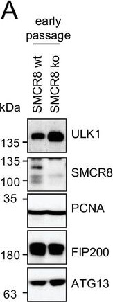 Western Blotting of Anti-ATG13 pS318 Western Blotting of Anti-ATG13 pS318