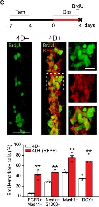 Immunohistochemistry of Anti-RFP Immunohistochemistry of Anti-RFP