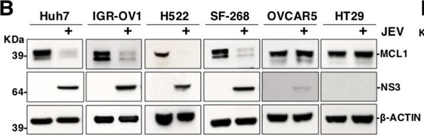Western Blot of Anti-Mcl-1 Western Blot of Anti-Mcl-1