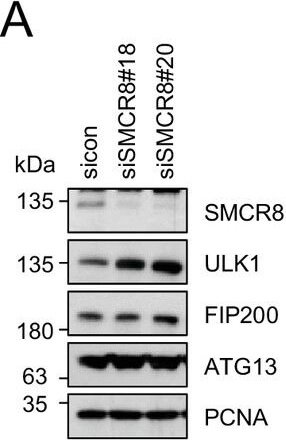 Western Blotting of Anti-ATG13 pS318 Western Blotting of Anti-ATG13 pS318