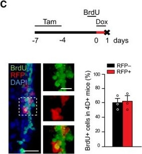 Immunohistochemistry of Anti-RFP Immunohistochemistry of Anti-RFP