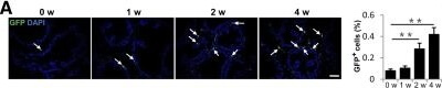 Immunohistochemistry of Anti-GFP Immunohistochemistry of Anti-GFP