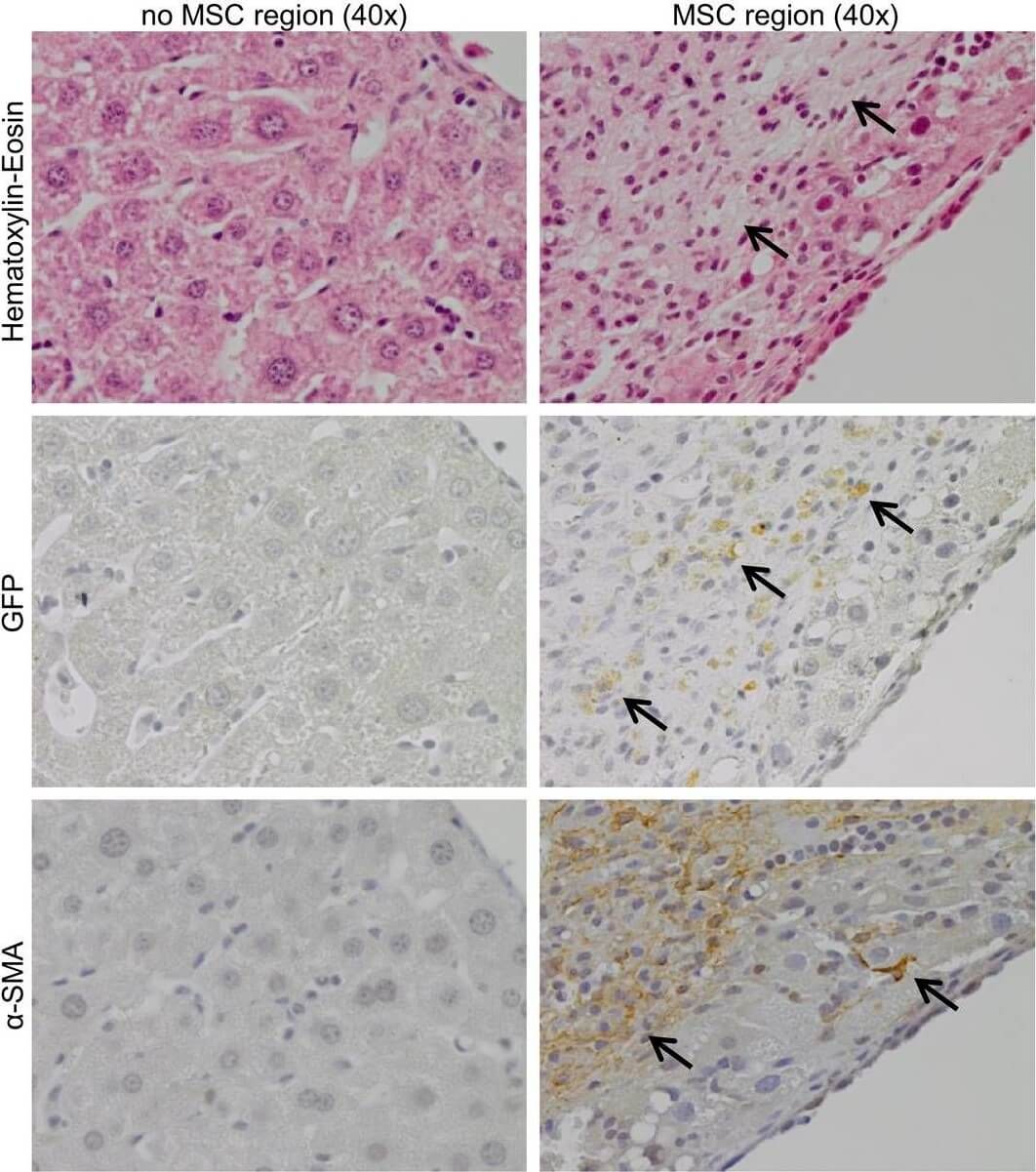 Immunohistochemistry of Anti-GFP Immunohistochemistry of Anti-GFP