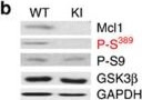 Western Blot of Anti-Mcl-1 Western Blot of Anti-Mcl-1