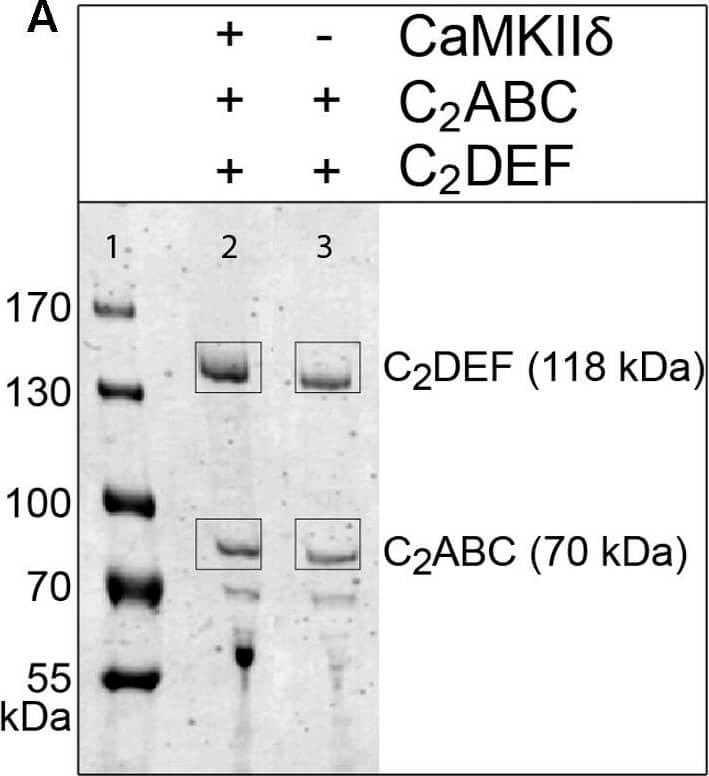 Western Blot of Mouse anti-RFP Western Blot of Mouse anti-RFP