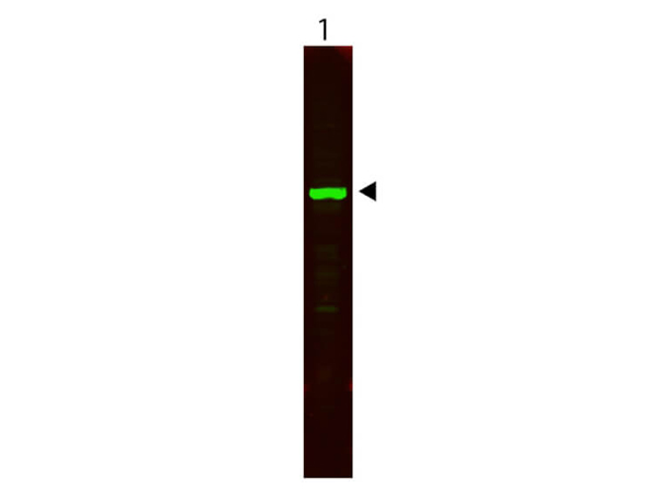 Western blot using MB-013