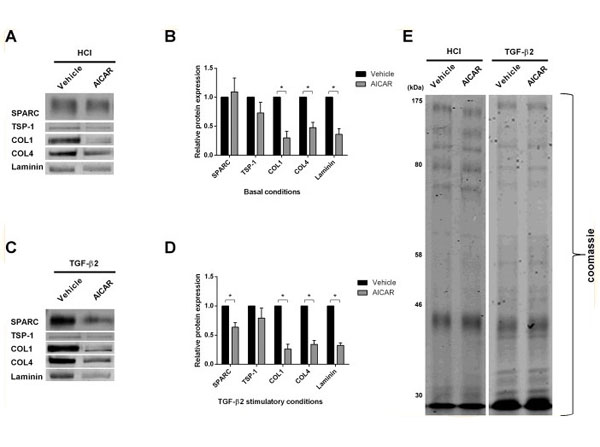 Western Blot using TBST