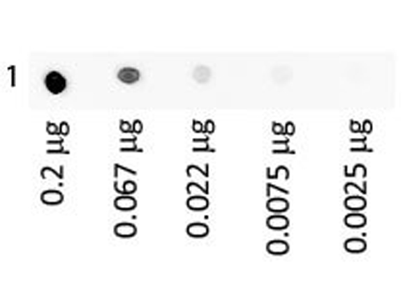Western blot using MB-070 Western blot using MB-070