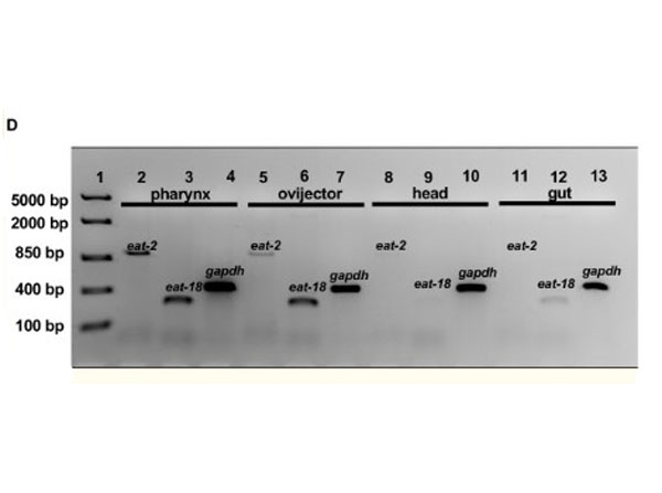 Western Blot using BlockOut buffer Western Blot using BlockOut buffer