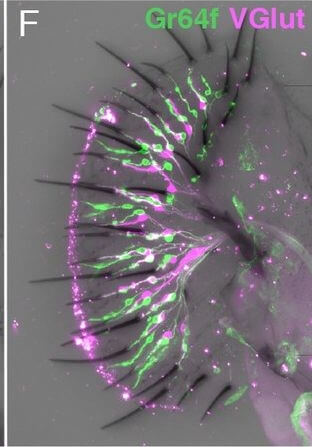 Immunohistochemistry of Anti-RFP Immunohistochemistry of Anti-RFP