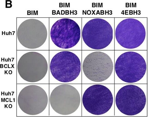 Western Blot of Anti-Mcl-1 Western Blot of Anti-Mcl-1