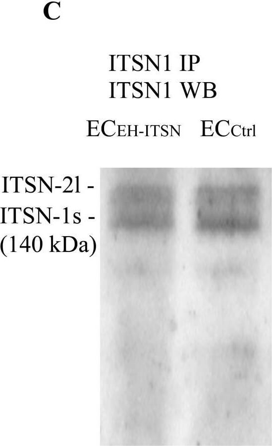 Western Blot of Rabbit TrueBlot®: Anti-Rabbit IgG HRP Western Blot of Rabbit TrueBlot®: Anti-Rabbit IgG HRP