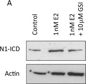 Western Blot of Anti-Notch 1 Western Blot of Anti-Notch 1
