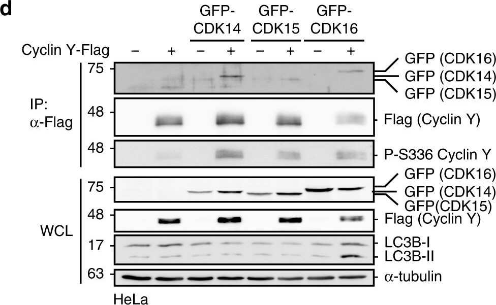 Western Blot of Mouse Anti-GFP Western Blot of Mouse Anti-GFP
