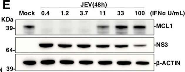 Western Blot of Anti-Mcl-1 Western Blot of Anti-Mcl-1