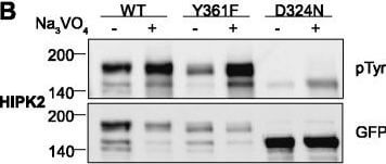 Western Blot of Anti-GFP Western Blot of Anti-GFP