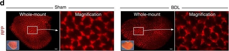 Immunohistochemistry of Anti-RFP Immunohistochemistry of Anti-RFP