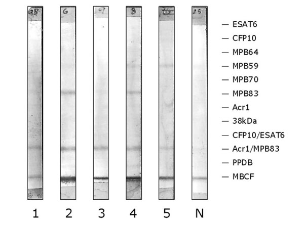 Strip assay using Alk Phos Protein A Strip assay using Alk Phos Protein A
