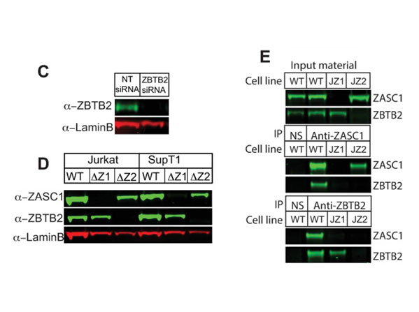 Western Blot using PA DyLight™800 Western Blot using PA DyLight™800