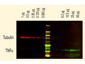 Anti-Tubulin and Anti-TNFa Antibodies - Western Blot Anti-Tubulin and Anti-TNFa Antibodies - Western Blot