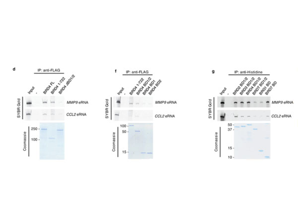 Immunoprecipitation using Protein A Immunoprecipitation using Protein A