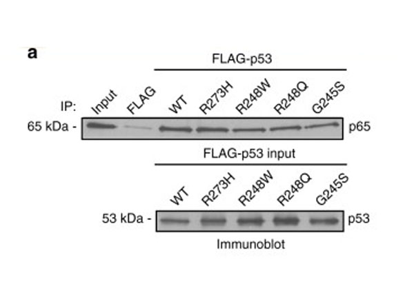 Immunoprecipitation using Protein A Immunoprecipitation using Protein A