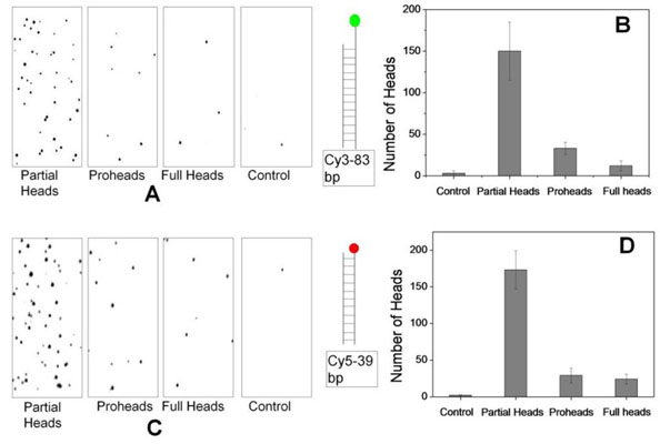 Assay using Biotin Protein G Assay using Biotin Protein G
