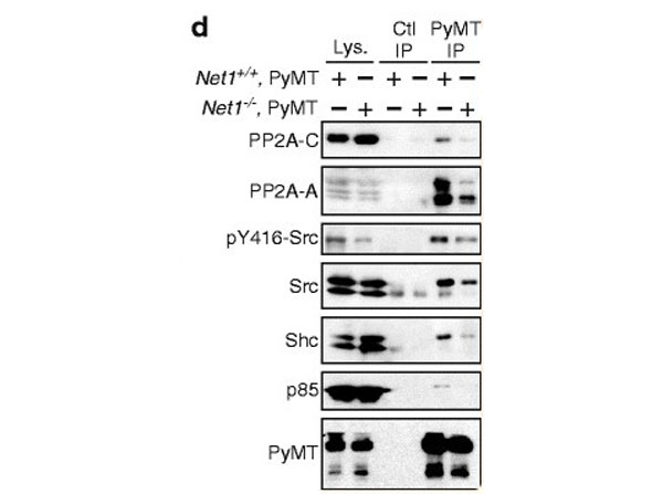 Immunoprecipitation using Protein G Immunoprecipitation using Protein G