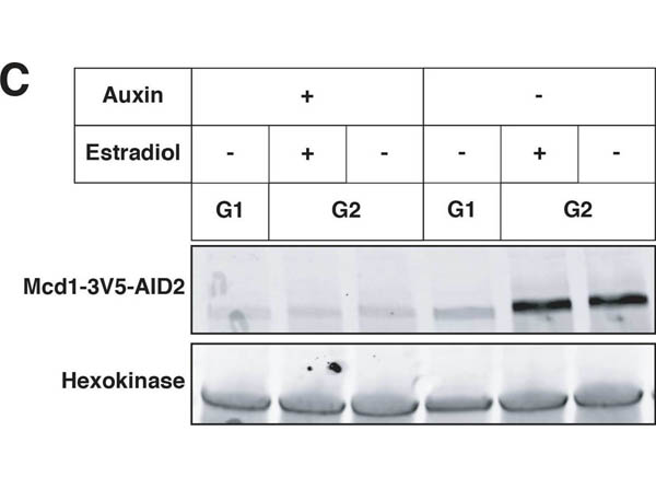 Western Blot of Anti-Hexokinase (Yeast) Antibody Western Blot of Anti-Hexokinase (Yeast) Antibody