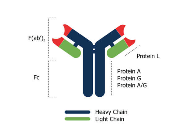 SEPHAROSE™ Protein G - Antibody Figure SEPHAROSE™ Protein G - Antibody Figure