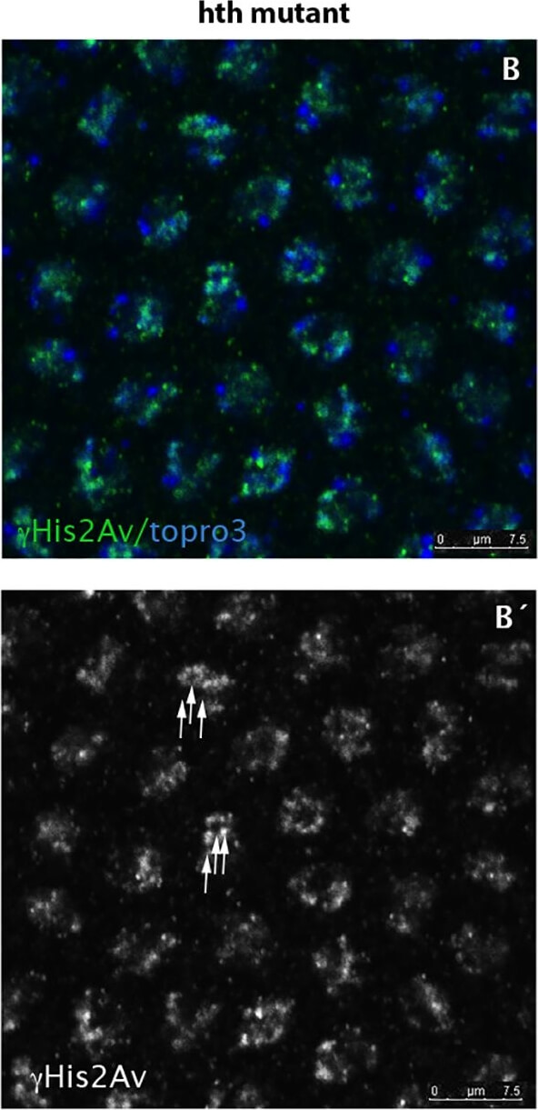 Immunohistochemistry of Anti-Histone H2AvD pS137 Immunohistochemistry of Anti-Histone H2AvD pS137