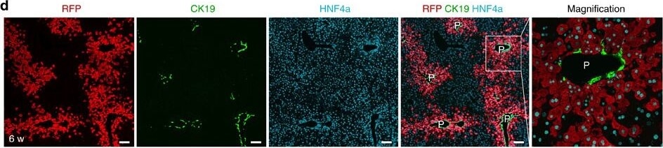 Immunohistochemistry of Anti-RFP Immunohistochemistry of Anti-RFP