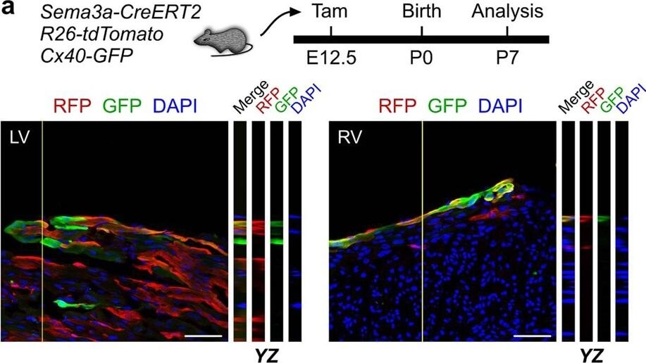 Immunohistochemistry of Anti-RFP Immunohistochemistry of Anti-RFP