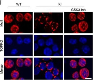 Immunocytochemistry of Anti-Mcl-1 Immunocytochemistry of Anti-Mcl-1