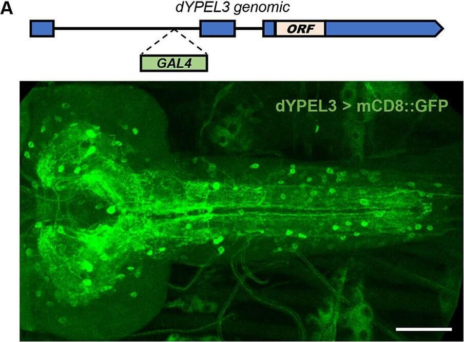 Immunofluorescence of Anti-RFP mx3 Immunofluorescence of Anti-RFP mx3