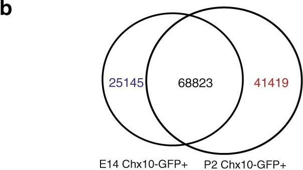 Flow Cytometry of Anti-GFP Antibody Flow Cytometry of Anti-GFP Antibody