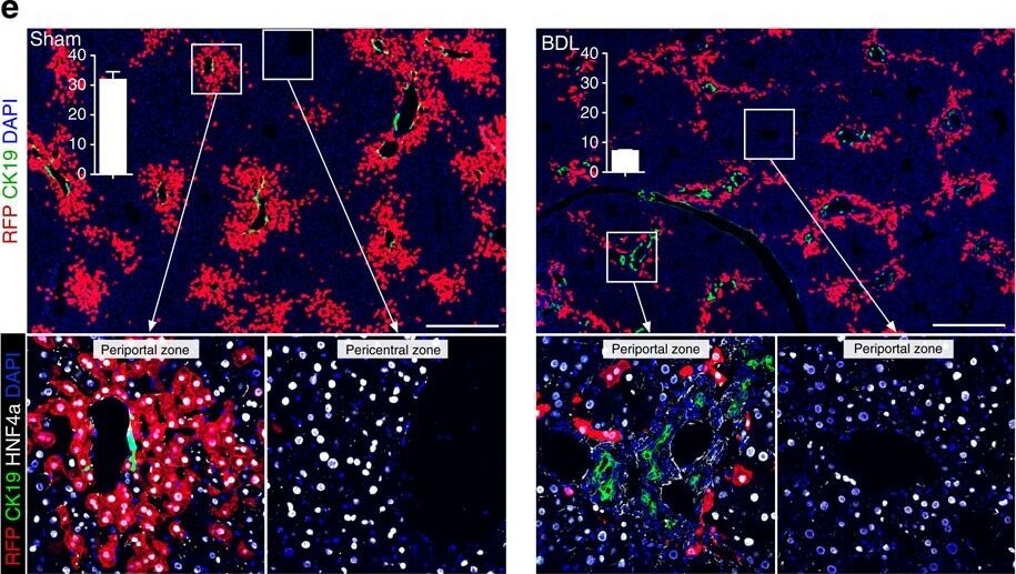 Immunohistochemistry of Anti-RFP Immunohistochemistry of Anti-RFP
