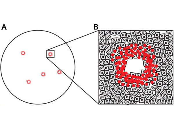 Hemadsorption using guinea pig blood in alsevers Hemadsorption using guinea pig blood in alsevers