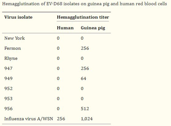 Hemagglutination using Guinea Pig Red Blood Cells Hemagglutination using Guinea Pig Red Blood Cells