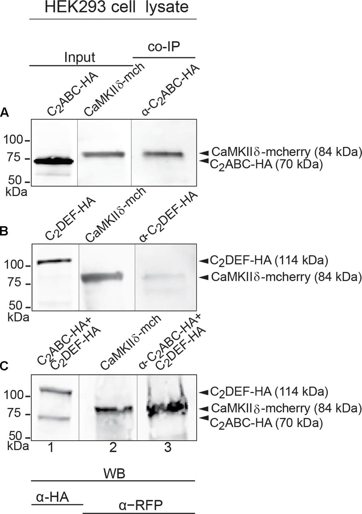 Western Blot of Anti-RFP Western Blot of Anti-RFP
