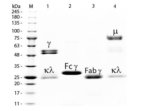 SDS-PAGE of Rat IgG Whole Molecule SDS-PAGE of Rat IgG Whole Molecule