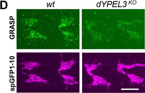 Immunofluorescence of Anti-RFP mx3 Immunofluorescence of Anti-RFP mx3