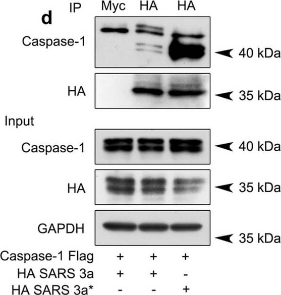 Western Blot of Anti-FLAG Western Blot of Anti-FLAG
