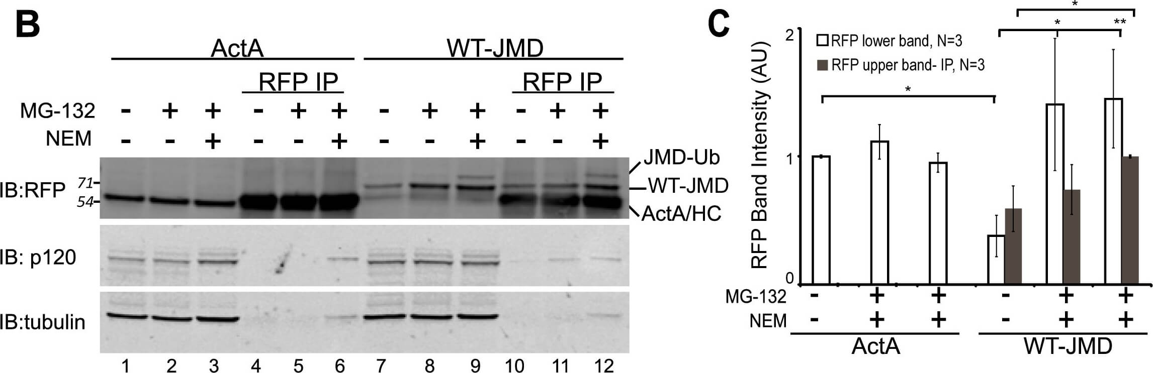 Western Blot of Anti-RFP Western Blot of Anti-RFP