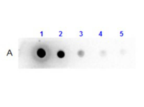 Dot Blot results using S000-01 Dot Blot results using S000-01