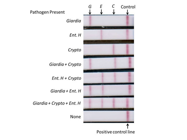 Immunohistochemistry using Streptavidin Immunohistochemistry using Streptavidin