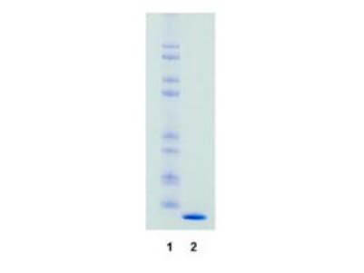 Streptavidin - SDS-PAGE Streptavidin - SDS-PAGE